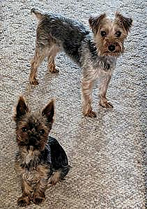 AKC REG. YORKIES