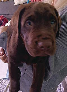 PUREBRED AMERICAN LABRADOR RETRIEVERS