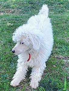 MINIATURE POODLE