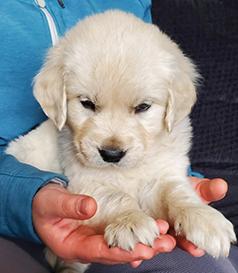 AKC ENGLISH CREAM GOLDEN RETRIEVER PUPPIES