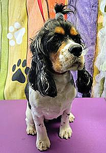 AKC REG. COCKER SPANIEL