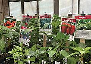 THE TOMATO LADY IS OPENING ON WEDNESDAY APRIL 15TH