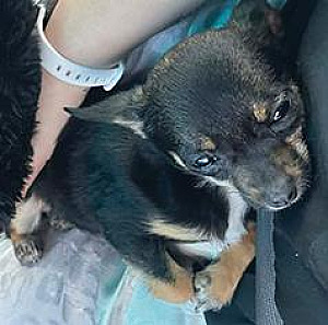 CHIQUITA JUANITA IS A BEAUTIFUL 5 MONTH OLD TEACUP 