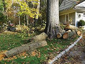 IT'S SPRING, TIME FOR TREE TRIMMING, DANGEROUS TREE REMOVAL