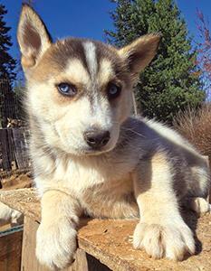 PUREBRED HUSKY PUPPIES 