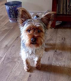 KIDS GOT GRANDPA A YORKIE PUPPY,