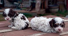 BEAUTIFUL YORKIE POO PUPPIES