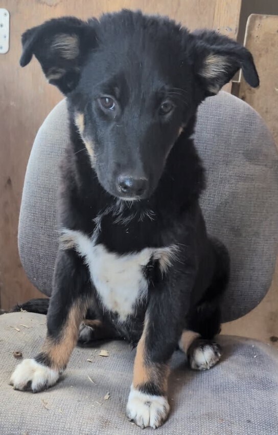 HERDING/GUARD DOGS FOR SALE