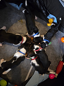 BASSET HOUND PUPPIES