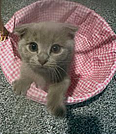 MUNCHKIN/ SCOTTISH FOLDS
