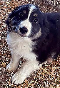 AUSTRALIAN SHEPHERD PUPPIES