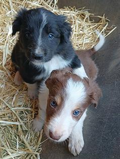 ABCA REGISTERED BORDER COLLIE MALES