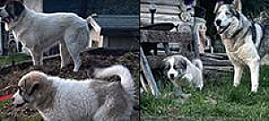 SIBERIAN, BERNARD/ PYRENEES PUPPIES