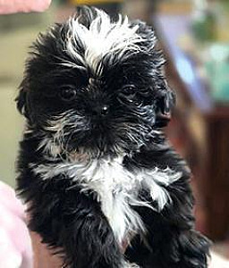 PUREBRED SHIH TZU PUPPIES