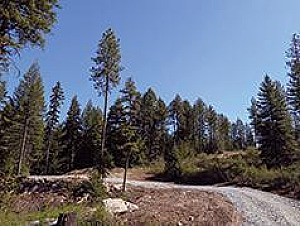 BUILD YOUR DREAM HOME, 20 ACRES, CLOSE TO DIAMOND LAKE