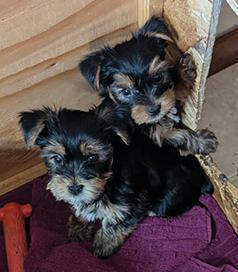 AKC REG. YORKIES