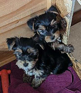 AKC REG. YORKIES
