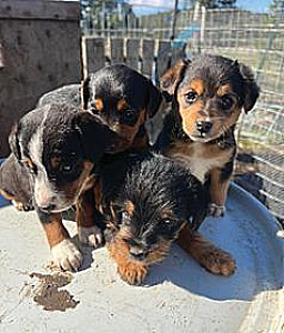 JACK RUSSELL PUPPIES