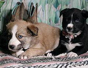 HOME RAISED SIBERIAN HUSKY/ BORDER COLLIE PUPPIES