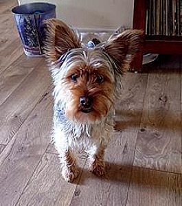 KIDS GOT GRANDPA A YORKIE PUPPY,