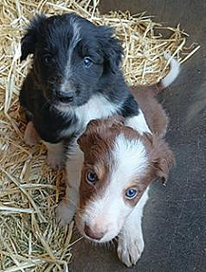ABCA REGISTERED BORDER COLLIE MALES