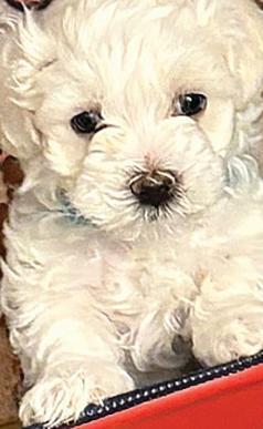 MOTHER'S DAY MALTESE PUPPIES