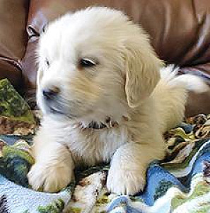 AKC ENGLISH CREAM GOLDEN RETRIEVER MALE PUPPIES
