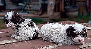 BEAUTIFUL YORKIE POO PUPPIES