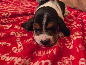 BASSET HOUND PUPPIES