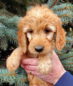 GOLDENDOODLE PUPPIES