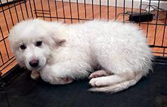 AKBASH PYRENEES PUPPIES