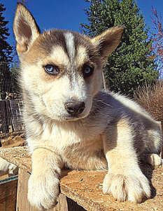 PUREBRED HUSKY PUPPIES 