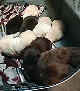 AKC LAB PUPPIES