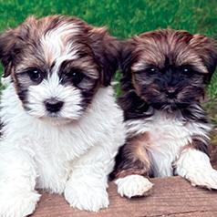 ADORABLE HAVANESE PUPPIES AKC CHAMPIONSHIP BLOODLINE