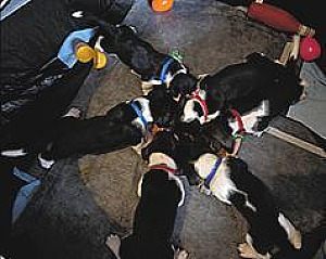 BASSET HOUND PUPPIES