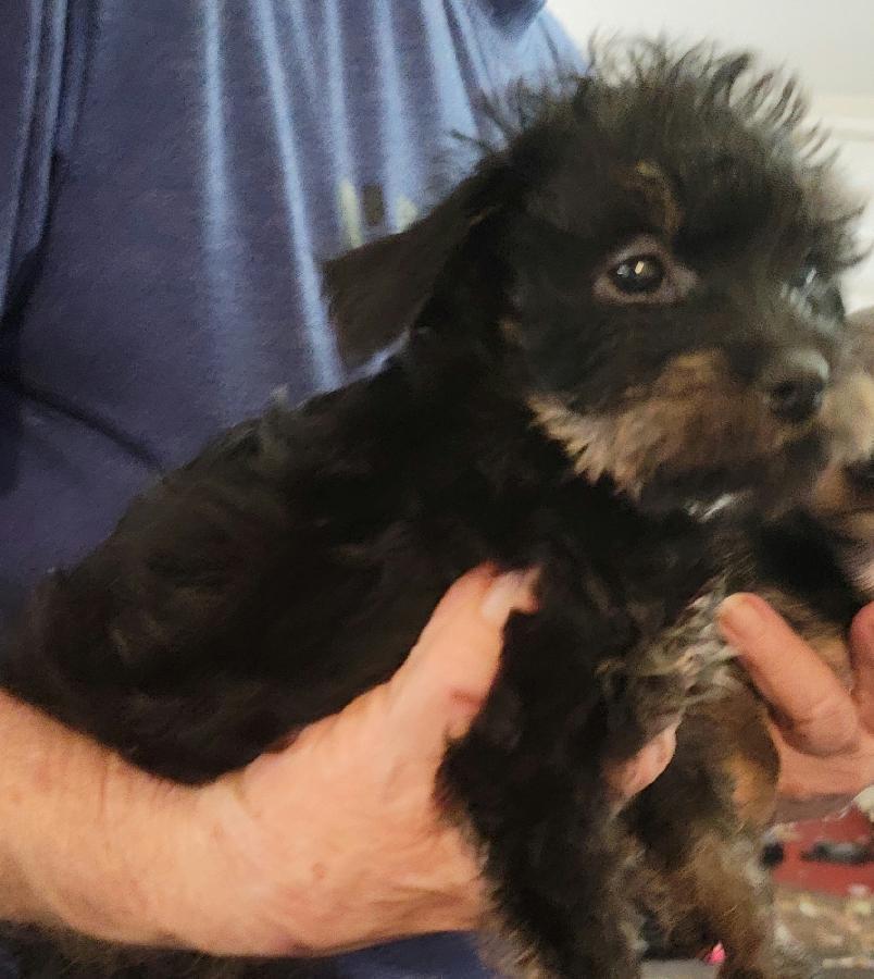 YORKIE, SCHNAUZER, CHIHUAHUA MIX PUPPIES