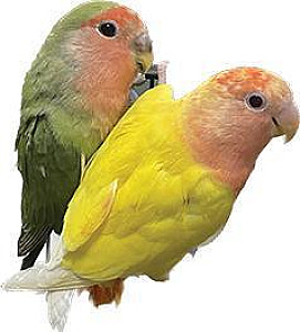 LOVE BIRDS 