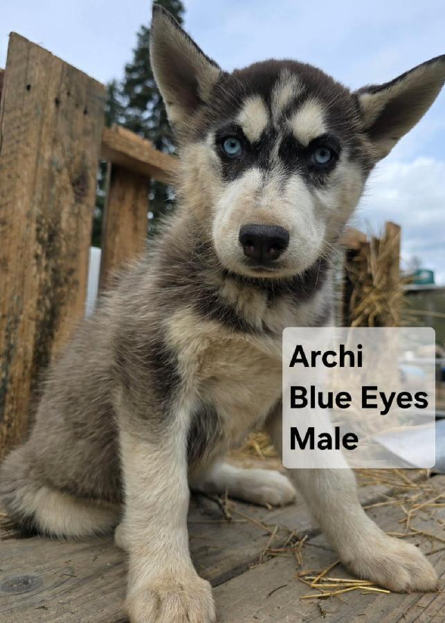 PUREBRED HUSKY PUPPIES 