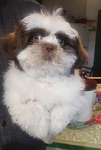GORGEOUS GREEN-EYED SHI TZU PUPPY