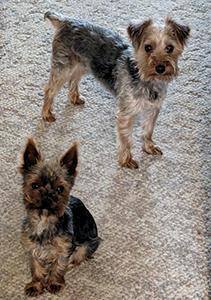 AKC REG. YORKIES