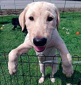PUREBRED AMERICAN LABRADOR RETRIEVERS