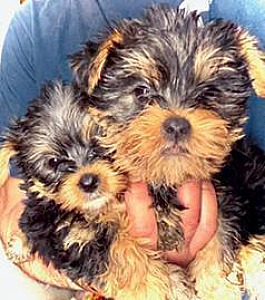 YORKIE TERRIERS