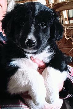 ABCA REG. BORDER COLLIE MALE