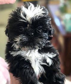 PUREBRED SHIH TZU MALE PUPPIES
