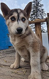 PUREBRED HUSKY PUPPIES 