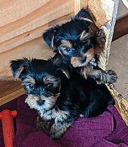 AKC REG. YORKIES