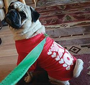 SWEET MR. PUGSLEY