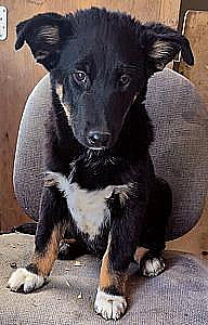 HERDING/GUARD DOGS