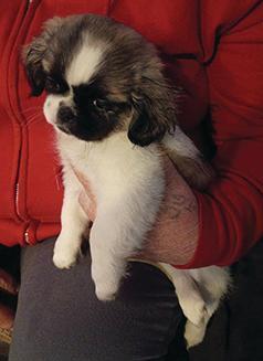SHIH TZU FEMALE PUPPY