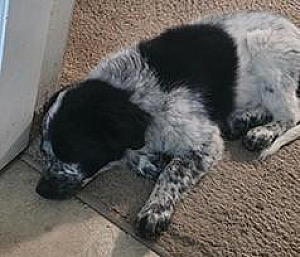 BEAUTIFUL AFFECTIONATE HERDER PUPPY